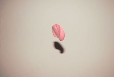 Close-up of tulip against white background