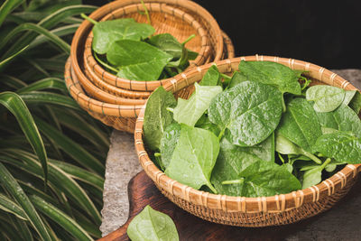 Fresh malabar spinach- ceylon spinach- vine spinach- ingredient for cooking