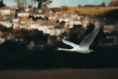 Seagull flying