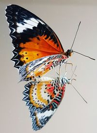 Close-up of butterfly on leaf