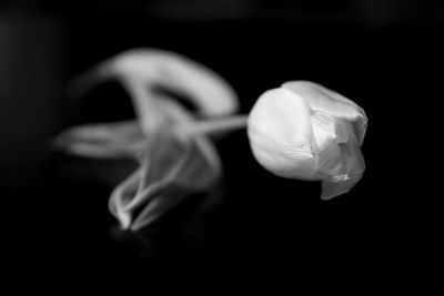 Close-up of white rose against black background