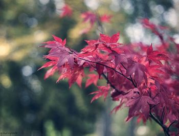 Close-up of red leaves