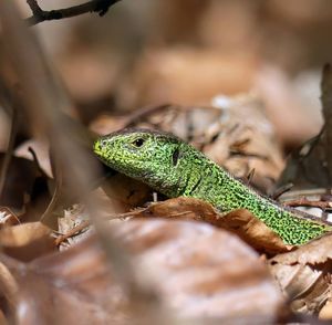 Close-up of lizard on tree