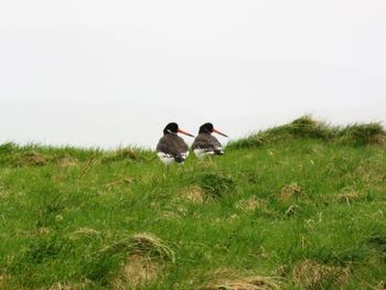 Two birds perching on a field