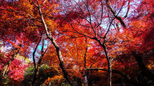 Low angle view of autumnal trees