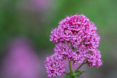 Close up of a red valerian plant in bloom