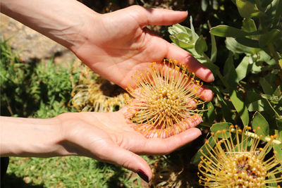 Close-up of hand holding red flower