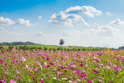 Flowers blooming on field against sky