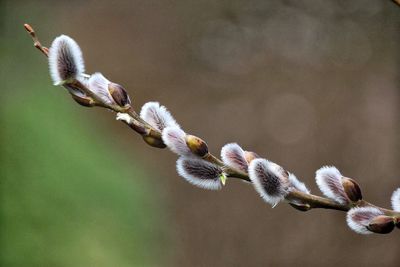 Close-up of plant against blurred background