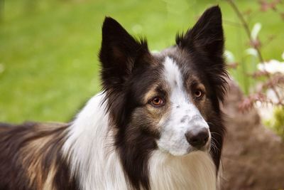 Close-up of dog looking away