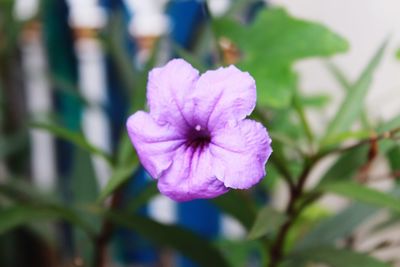 Close-up of blue flower blooming outdoors