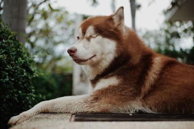 Close-up of dog looking away