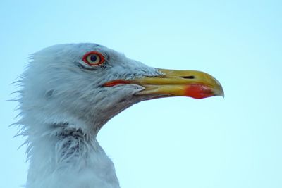 Close-up of a bird against clear blue sky