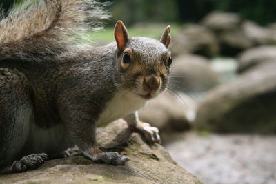 Close-up of squirrel on rock