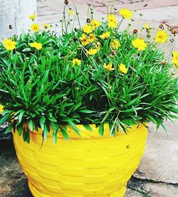 Close-up of yellow potted plant