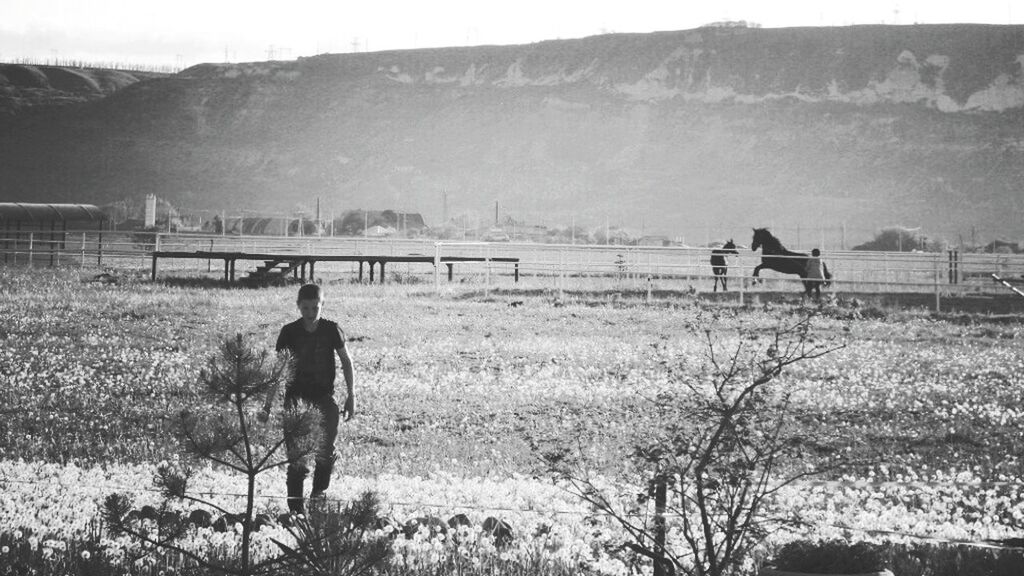 field, landscape, domestic animals, horse, livestock, mountain, animal themes, rural scene, mammal, grass, nature, working animal, tranquil scene, tranquility, clear sky, standing, men, rear view, full length