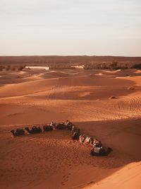 Scenic view of camels laying in the desert against sky during sunset