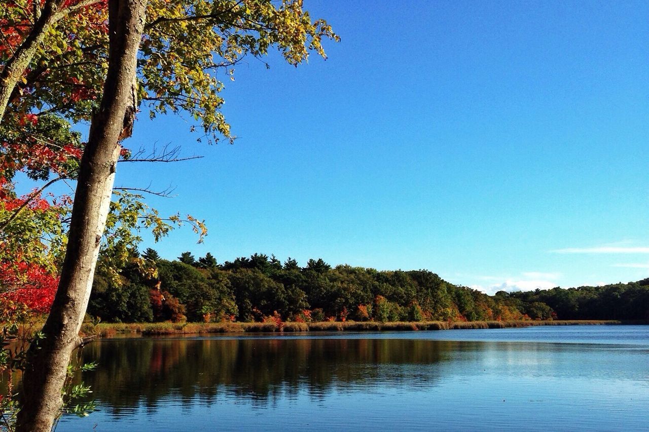 tree, water, clear sky, tranquility, tranquil scene, lake, scenics, beauty in nature, blue, nature, reflection, waterfront, growth, idyllic, river, copy space, calm, non-urban scene, day, mountain