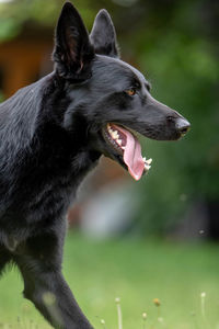 Close-up of a dog looking away