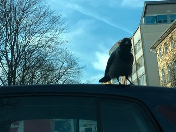 Low angle view of bird perching on car window