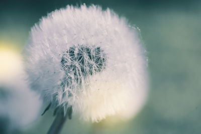 Close-up of dandelion against blurred background