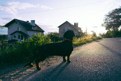 Dog standing on road by house against sky