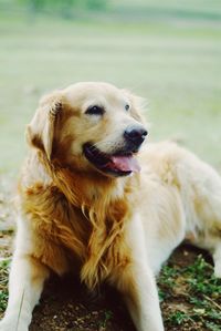 Close-up of dog looking away on field