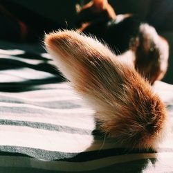 Cat tail sunlight