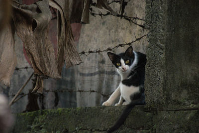 A photo of a cat on a concrete wall