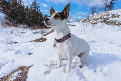 Low angle view of dog on snow covered field