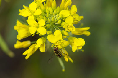 Close-up of bee on yellow flower