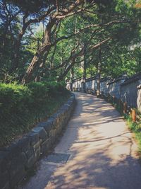 Walkway amidst trees