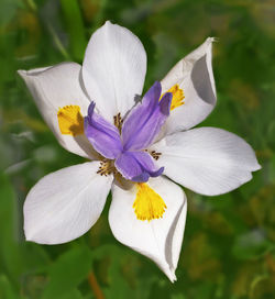 Close-up of white iris flower