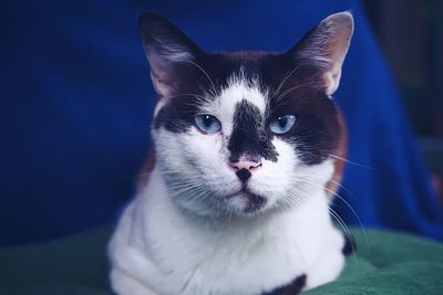 Close-up portrait of cat