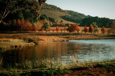 Scenic view of lake by trees against sky