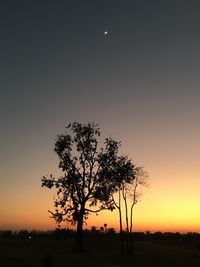 Silhouette tree on field against sky at sunset