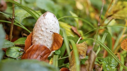 Close-up of fungus growing on field