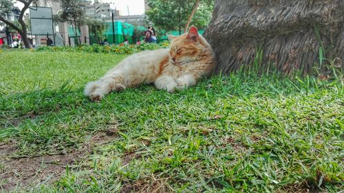 Cat relaxing on grassy field