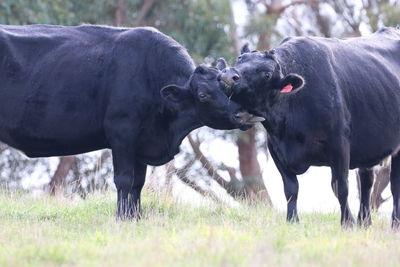 View of two horses on field