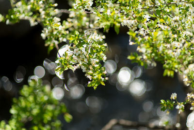 Close-up of white flowering plants