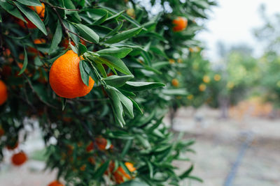 Close-up of orange fruit on tree