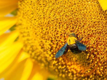 Close-up of insect on yellow flower