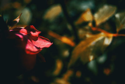 Close-up of red flowering plant