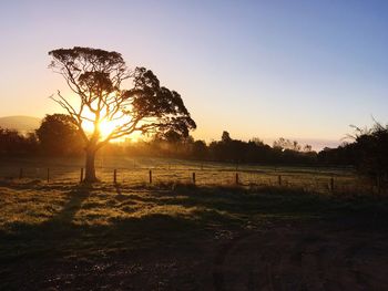 Silhouette trees on field against sky during sunset