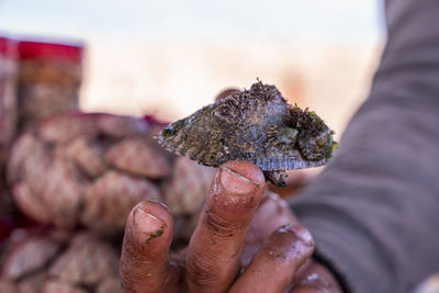 Closeup of human fingers holding raw fresh shell at fish market