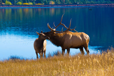 Red deer standing on grassy field by lake