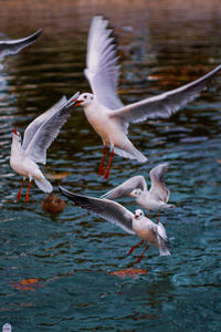 Seagulls flying over lake