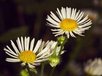 Close-up of white daisy