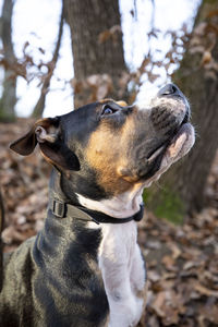 Close-up of dog looking away on field