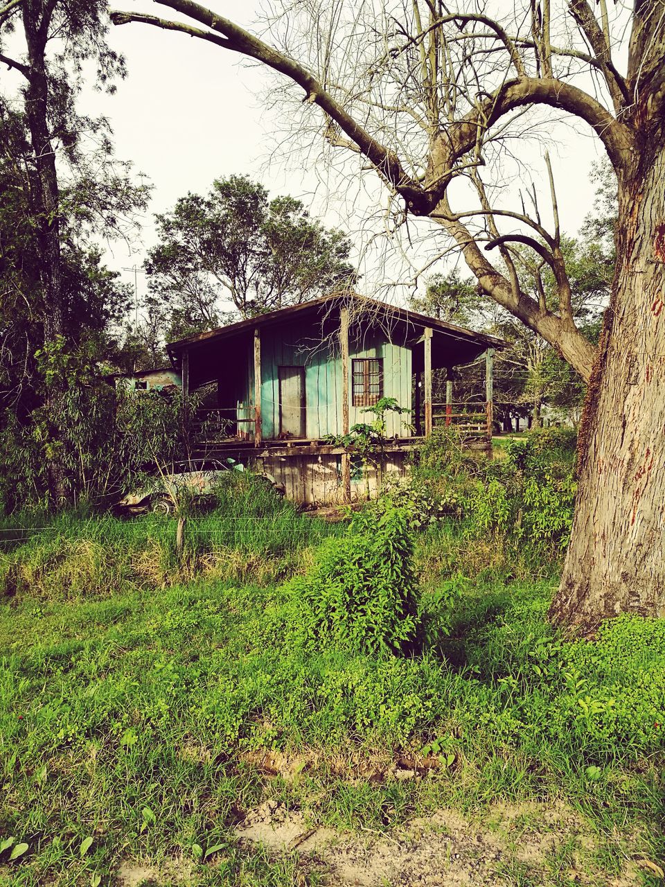 built structure, tree, architecture, no people, grass, abandoned, day, outdoors, building exterior, forest, nature